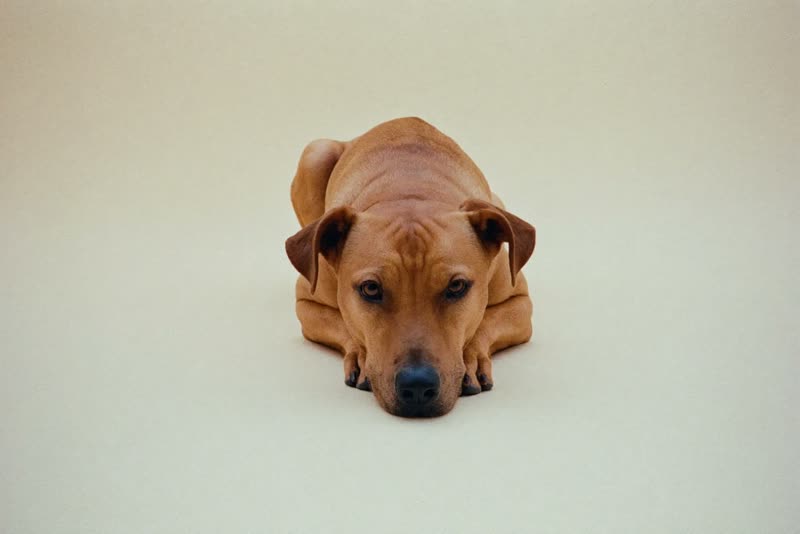 A calm dog lying with its chin on its paws