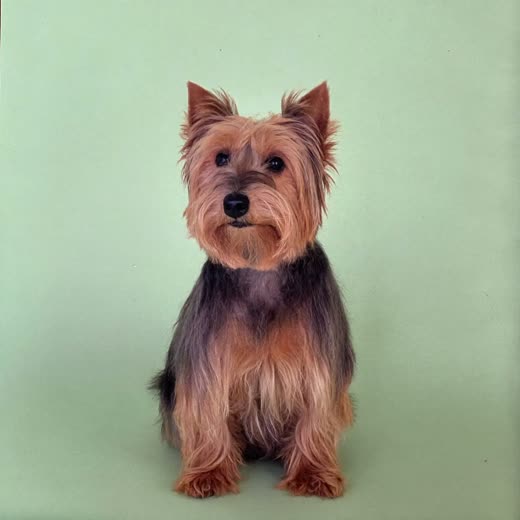 A small terrier freshly groomed and brushed out