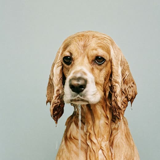 A spaniel mid-bath, coat wet and lathered