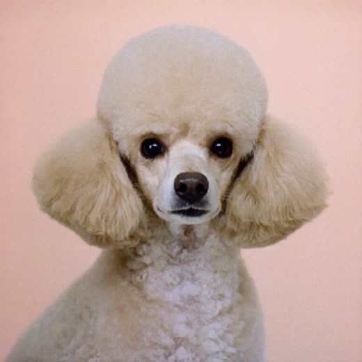 A poodle with a neatly scissored face